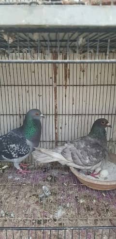 fancy opal nest foster and bhabhray pair quality