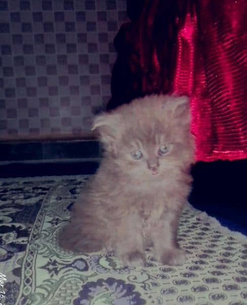 Persian kittens for sale 0