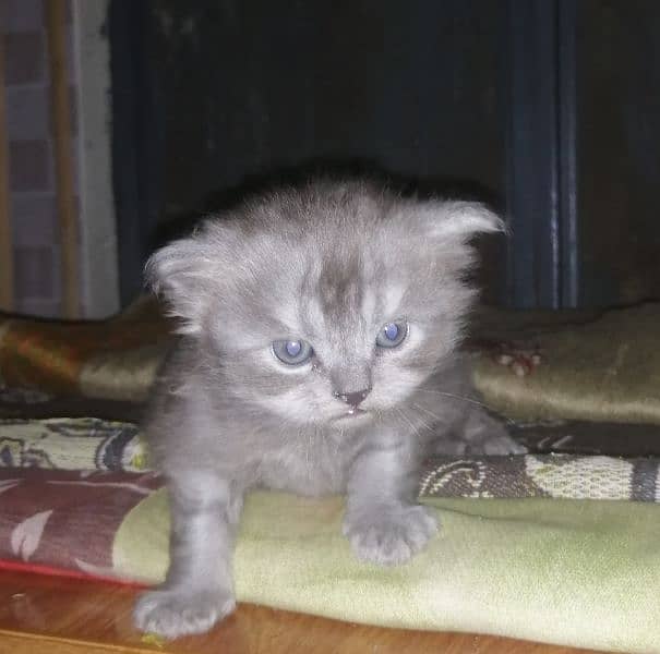 Persian kittens for sale 1