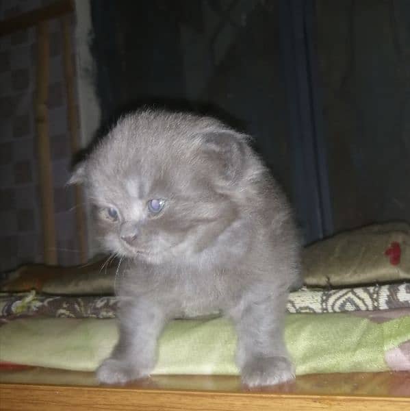 Persian kittens for sale 2