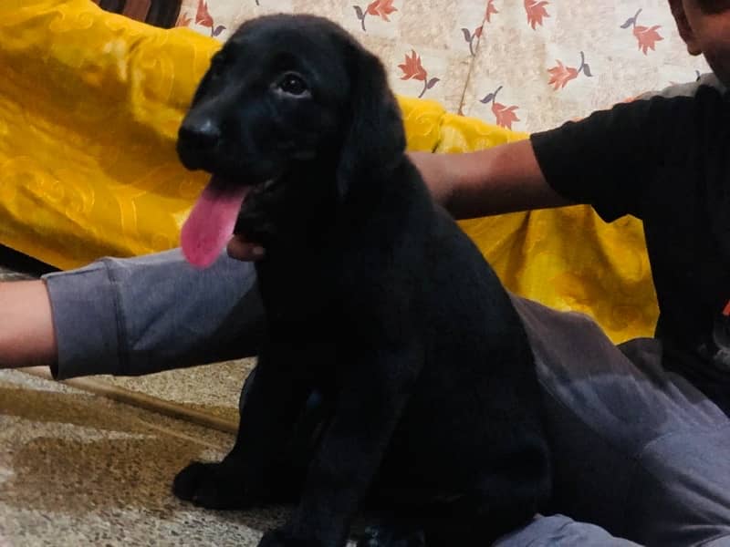 labrador 2 puppies available vaccinated double coat 2