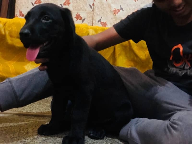 labrador 2 puppies available vaccinated double coat 3