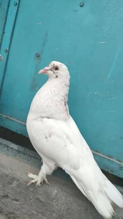 American Pigeon For Sale