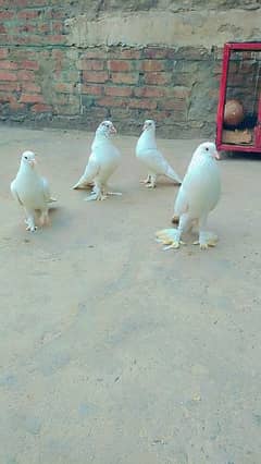 American Pigeon For Sale 0