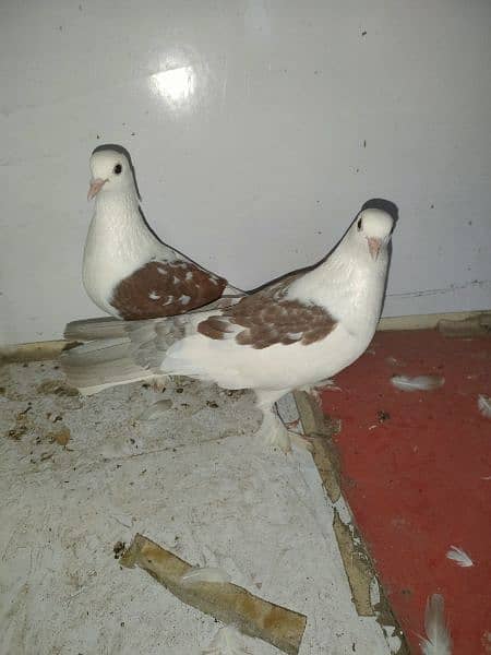 American Pigeon For Sale 2