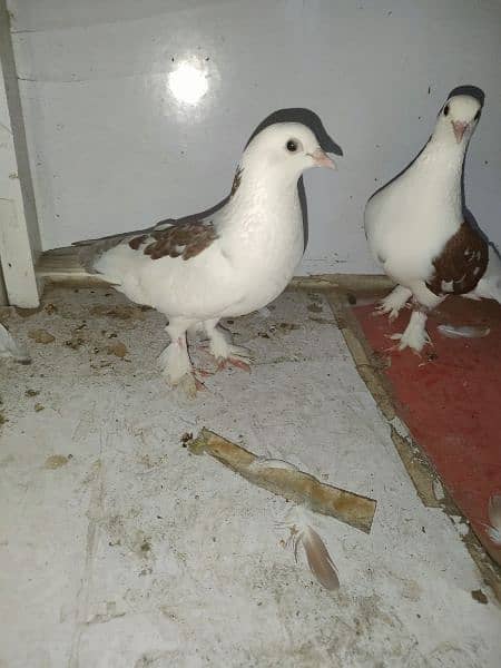 American Pigeon For Sale 3