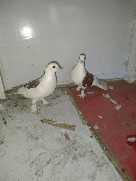 American Pigeon For Sale 4