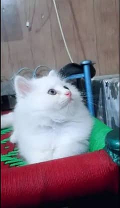 High Quality Persian Kitte's
female 0