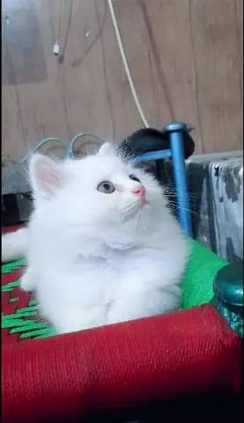 High Quality Persian Kitte's
female 0