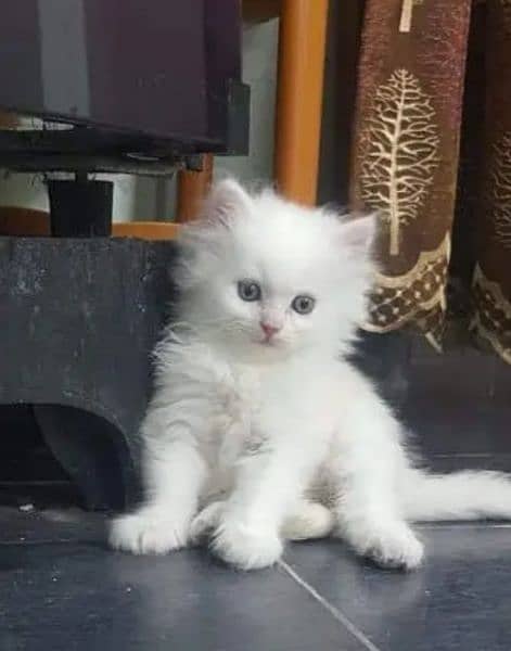 High Quality Persian Kitte's
female 1