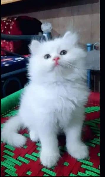 High Quality Persian Kitte's
female 2