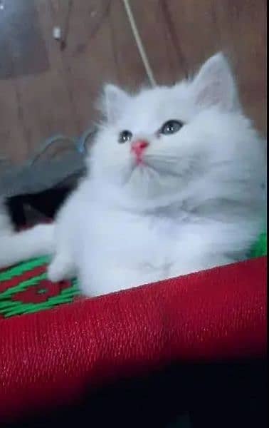 High Quality Persian Kitte's
female 3