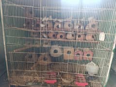 Finch pair for sale