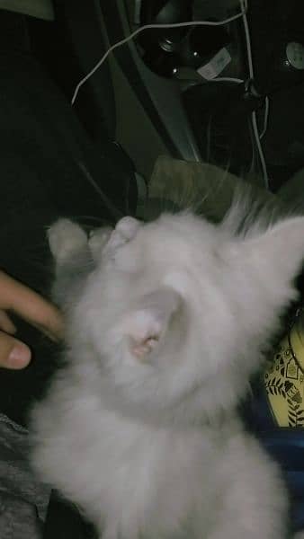 female Persian 2 Months old kitten for sale 1