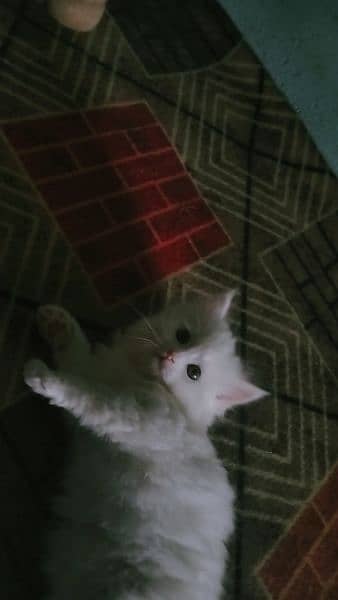 female Persian 2 Months old kitten for sale 2