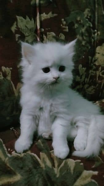 female Persian 2 Months old kitten for sale 4