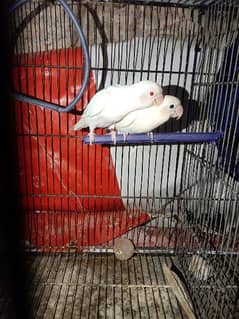 Albino Red eye & Black eye