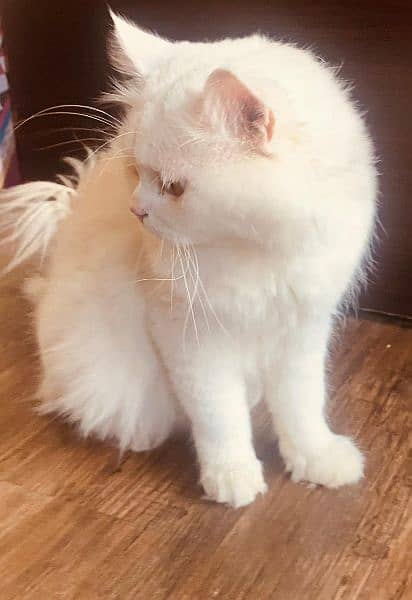 Beautiful white persian male. 0