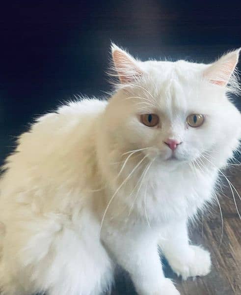 Beautiful white persian male. 1