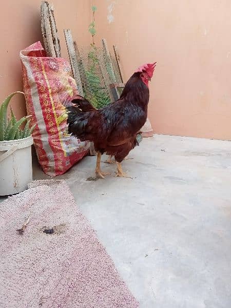 Brahma ,RIR. golden sebright 03343963486 5