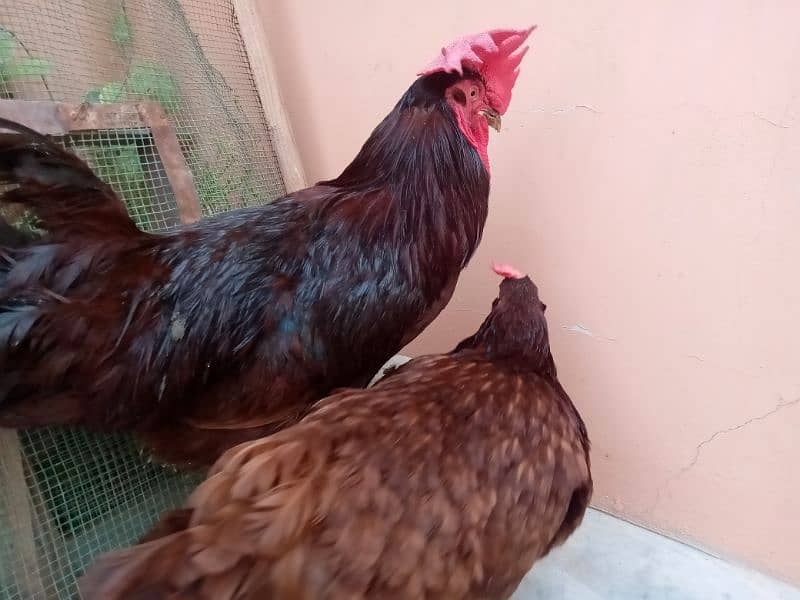 Brahma ,RIR. golden sebright 03343963486 10