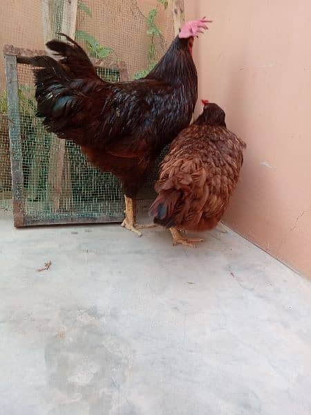 Brahma ,RIR. golden sebright 03343963486 18