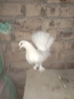 lakay white pair ready too breed in supreme quality