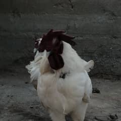 Ayam cemani white Aseel Astrolop