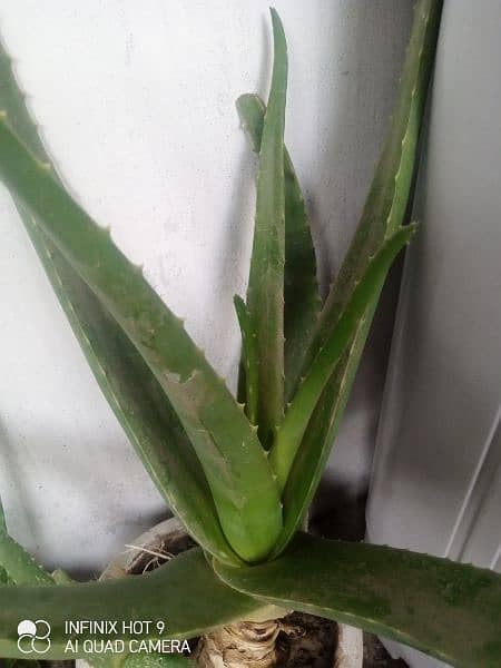 Aloe Vera Plant 1