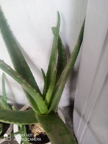 Aloe Vera Plant 2