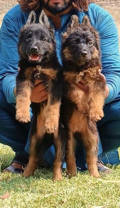 German shepherd puppy pair for sale age 2 month