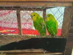 Cute parrots pair for sale with cage. Separate parrot and cage also 0