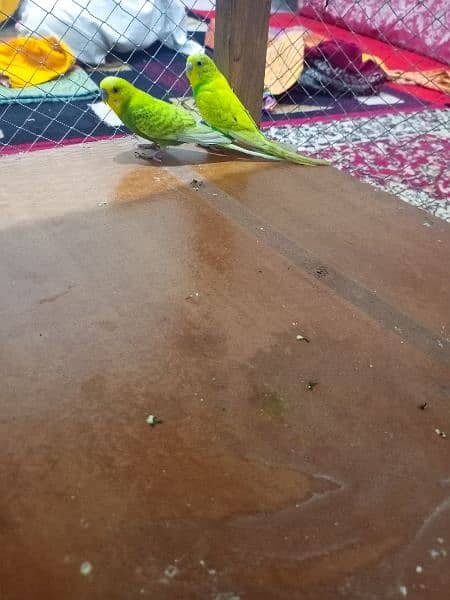 Cute parrots pair for sale with cage. Separate parrot and cage also 2