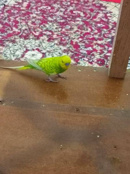 Cute parrots pair for sale with cage. Separate parrot and cage also 5