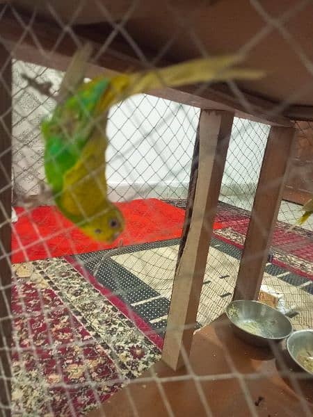 Cute parrots pair for sale with cage. Separate parrot and cage also 6