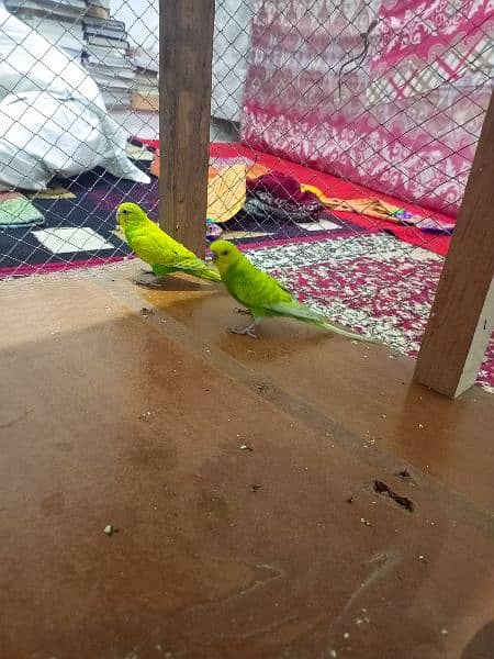 Cute parrots pair for sale with cage. Separate parrot and cage also 7