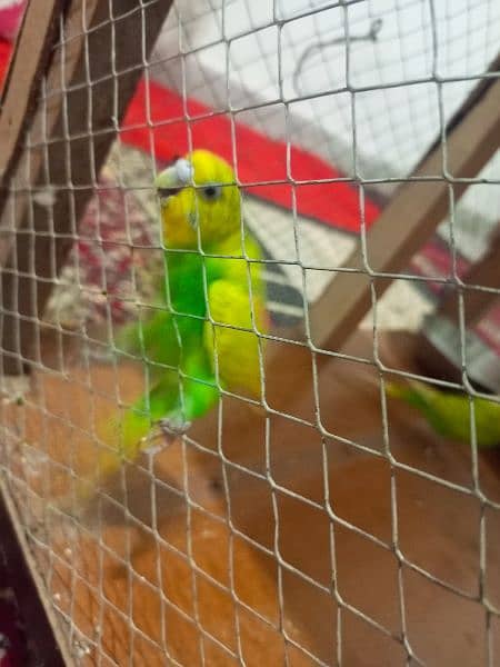 Cute parrots pair for sale with cage. Separate parrot and cage also 8