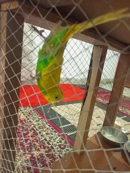 Cute parrots pair for sale with cage. Separate parrot and cage also 9