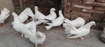 WHITE BEAUTIFUL HEALTHY LUCKY KABOOTAR