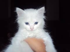 Pure White Persian kitten