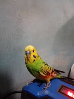 Australian Parrot 0
