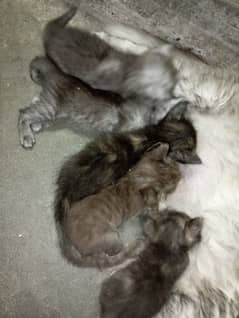 Persian cats baby triple coat