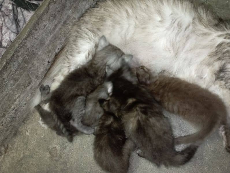 Persian cats baby triple coat 4