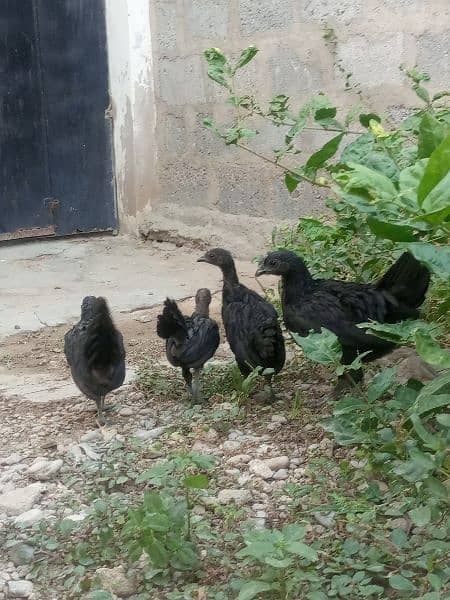 Ayam cemani gray tounge chicks for sale 0