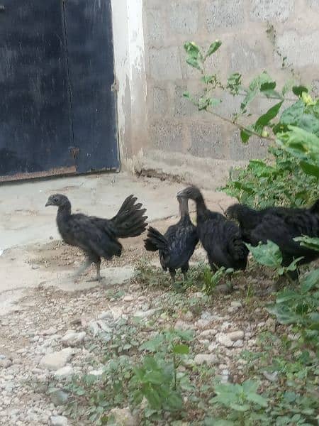 Ayam cemani gray tounge chicks for sale 1