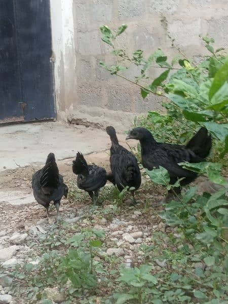 Ayam cemani gray tounge chicks for sale 2