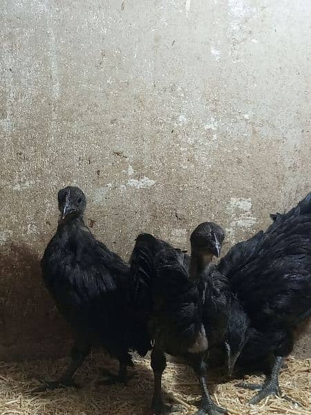 Ayam cemani gray tounge chicks for sale 5