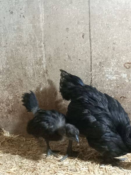 Ayam cemani gray tounge chicks for sale 6