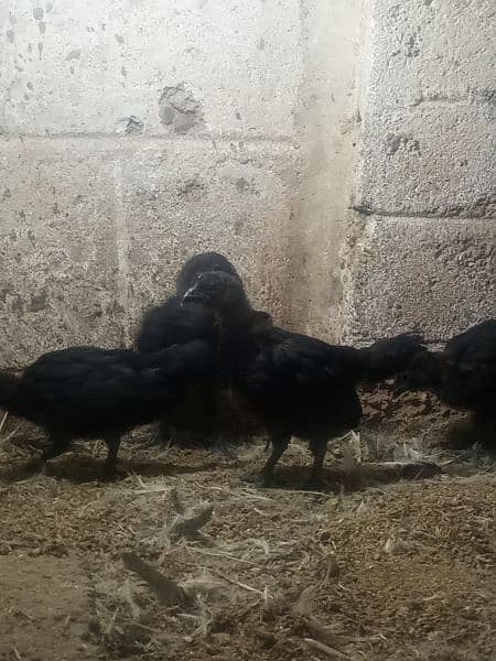Ayam cemani gray tounge chicks for sale 9