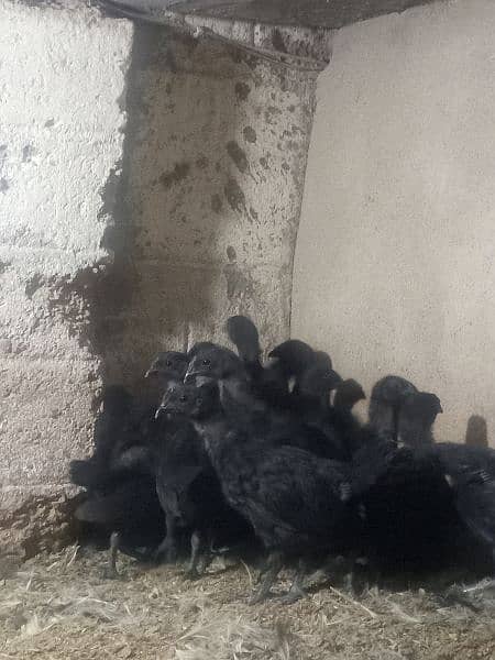 Ayam cemani gray tounge chicks for sale 11